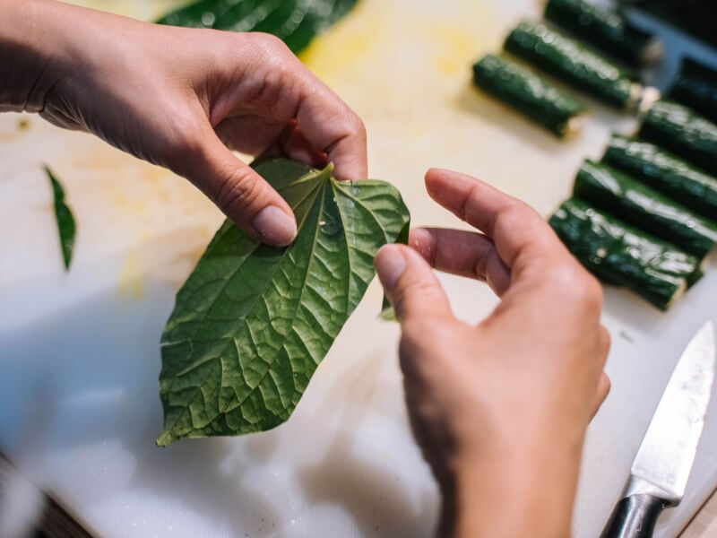 A hand holding a vine leaf with rolled leaves in the background.